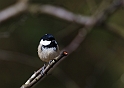 Coal tit - B